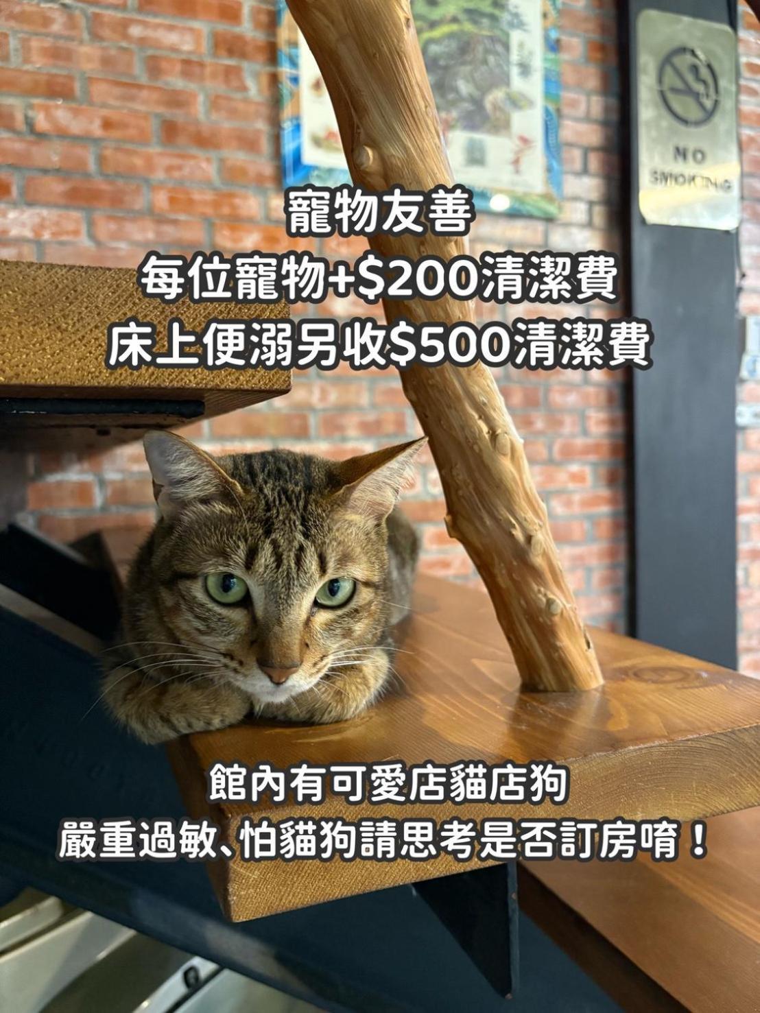 缽割貓點點 青旅 Diandian Hostel Пулі Екстер'єр фото